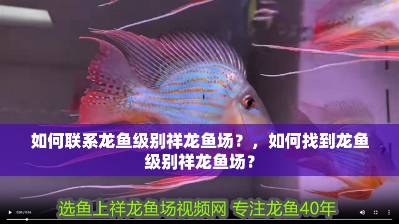 如何聯(lián)系龍魚級別祥龍魚場？，如何找到龍魚級別祥龍魚場？