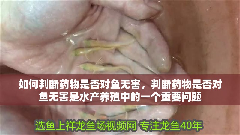如何判斷藥物是否對(duì)魚(yú)無(wú)害，判斷藥物是否對(duì)魚(yú)無(wú)害是水產(chǎn)養(yǎng)殖中的一個(gè)重要問(wèn)題