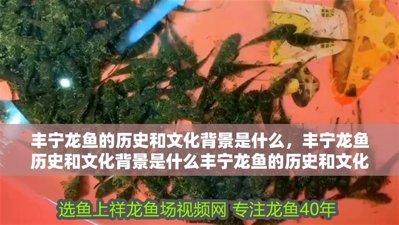 豐寧龍魚的歷史和文化背景是什么，豐寧龍魚歷史和文化背景是什么豐寧龍魚的歷史和文化背景是什么