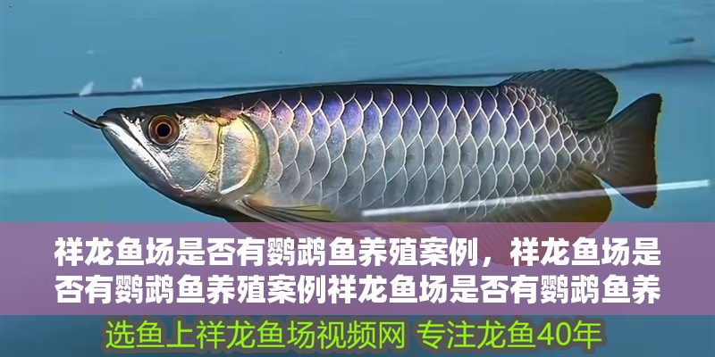 祥龍魚場是否有鸚鵡魚養殖案例，祥龍魚場是否有鸚鵡魚養殖案例祥龍魚場是否有鸚鵡魚養殖案例