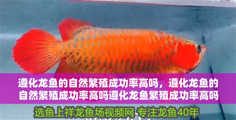 遵化龍魚的自然繁殖成功率高嗎，遵化龍魚的自然繁殖成功率高嗎遵化龍魚繁殖成功率高嗎