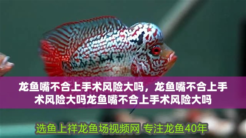 龍魚嘴不合上手術風險大嗎，龍魚嘴不合上手術風險大嗎龍魚嘴不合上手術風險大嗎