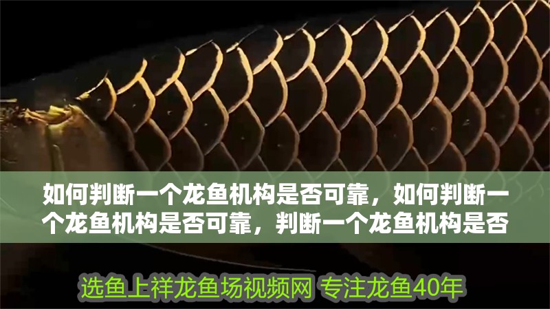 如何判斷一個龍魚機構是否可靠，如何判斷一個龍魚機構是否可靠，判斷一個龍魚機構是否可靠