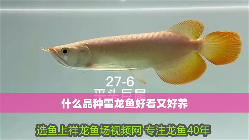 什么品種雷龍魚好看又好養(yǎng)