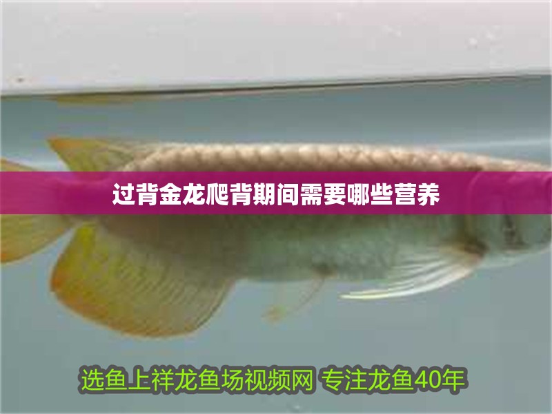 鸚鵡魚和銀龍魚混養(yǎng)怎樣喂食 過背金龍爬背期間需要哪些營養(yǎng) 龍魚百科 過背金龍爬背期間需要哪些營養(yǎng) 過背金龍爬背期間需要哪些營養(yǎng) 龍魚百科