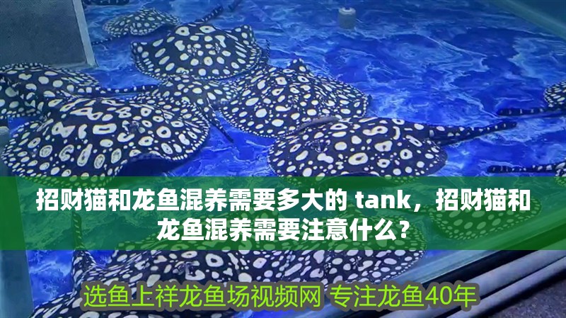 招財貓和龍魚混養需要多大的 tank，招財貓和龍魚混養需要注意什么？