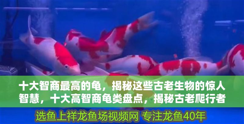 十大智商最高的龜，揭秘這些古老生物的驚人智慧，十大高智商龜類盤點，揭秘古老爬行者的智慧之謎