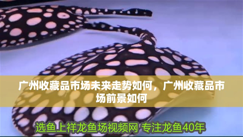 魚缸造景先放沙還是先放水(魚缸造景先鋪沙還是先放石頭) 廣州收藏品市場未來走勢如何,廣州收藏品市場前景如何 龍魚百科 廣州收藏品市場未來走勢如何,廣州收藏品市場前景如何 廣州收藏品市場未來走勢如何,廣州收藏品市場前景如何 龍魚百科