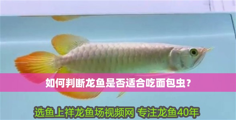如何判斷龍魚是否適合吃面包蟲？