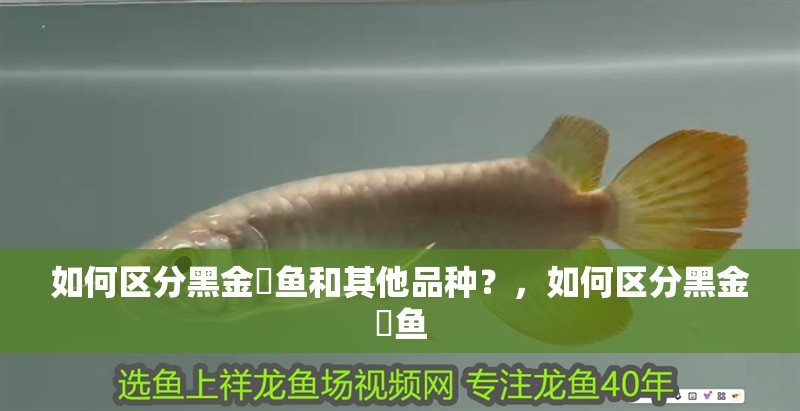 我的虎魚(yú)真菌感染了要怎么處理 如何區(qū)分黑金魟魚(yú)和其他品種?,如何區(qū)分黑金魟魚(yú) 龍魚(yú)百科 如何區(qū)分黑金魟魚(yú)和其他品種?,如何區(qū)分黑金魟魚(yú) 如何區(qū)分黑金魟魚(yú)和其他品種?,如何區(qū)分黑金魟魚(yú) 龍魚(yú)百科