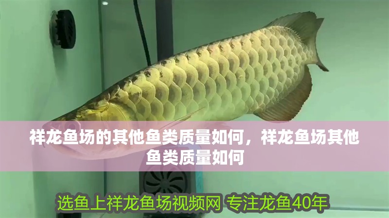 魚缸用增氧泵價格是多少:魚缸增氧機-xtrac增氧機-xtrac增氧機 祥龍魚場的其他魚類質量如何,祥龍魚場其他魚類質量如何 龍魚百科 祥龍魚場的其他魚類質量如何,祥龍魚場其他魚類質量如何 祥龍魚場的其他魚類質量如何,祥龍魚場其他魚類質量如何 龍魚百科