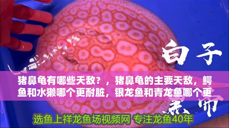 豬鼻龜有哪些天敵？，豬鼻龜的主要天敵，鱷魚和水獺哪個更耐臟，銀龍魚和青龍魚哪個更耐臟