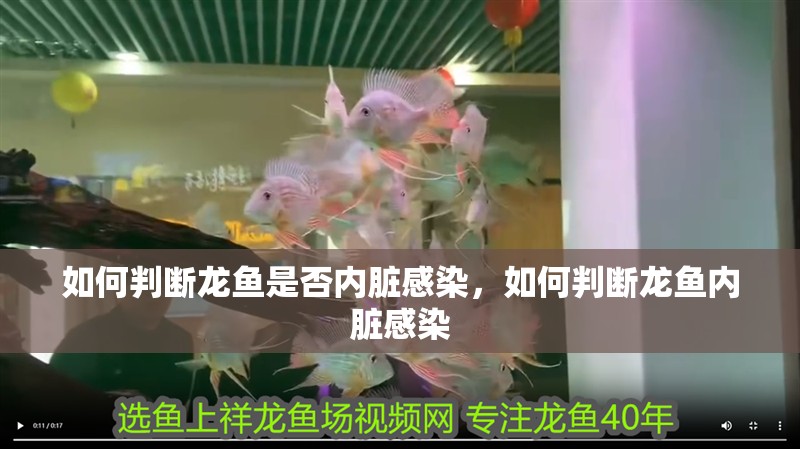 如何判斷龍魚是否內臟感染，如何判斷龍魚內臟感染