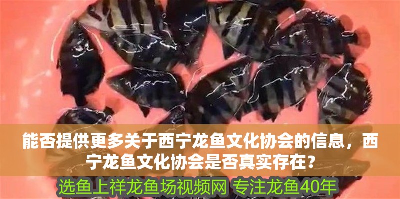 能否提供更多關于西寧龍魚文化協會的信息，西寧龍魚文化協會是否真實存在？