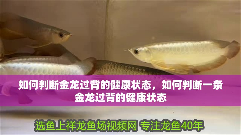 什么魚能和龍魚、虎魚混養(龍魚能和虎魚混養嗎) 如何判斷金龍過背的健康狀態,如何判斷一條金龍過背的健康狀態 龍魚百科 如何判斷金龍過背的健康狀態,如何判斷一條金龍過背的健康狀態 如何判斷金龍過背的健康狀態,如何判斷一條金龍過背的健康狀態 龍魚百科