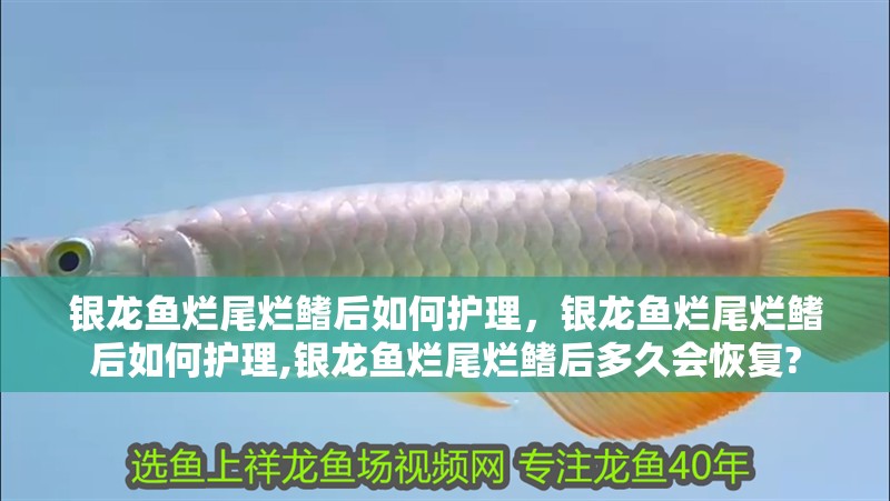 銀龍魚爛尾爛鰭后如何護(hù)理，銀龍魚爛尾爛鰭后如何護(hù)理,銀龍魚爛尾爛鰭后多久會(huì)恢復(fù)?