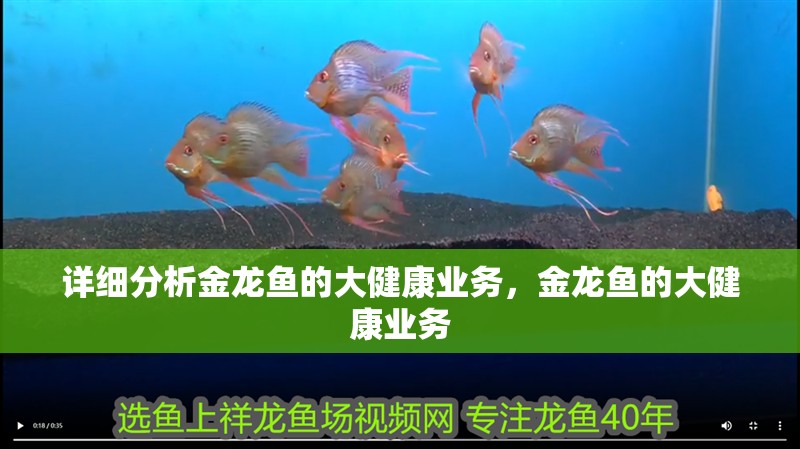 詳細(xì)分析金龍魚的大健康業(yè)務(wù)，金龍魚的大健康業(yè)務(wù) 詳細(xì)分析金龍魚的大健康業(yè)務(wù)，金龍魚的大健康業(yè)務(wù) 龍魚百科