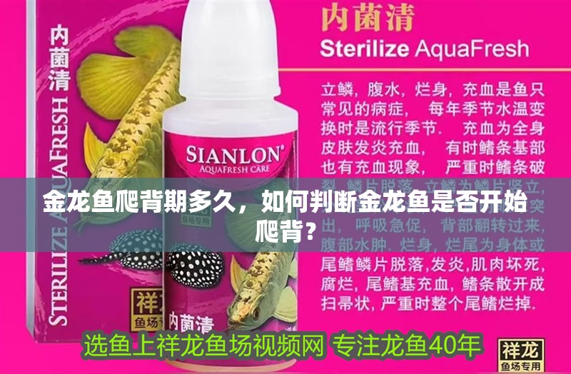 金龍魚爬背期多久，如何判斷金龍魚是否開始爬背？