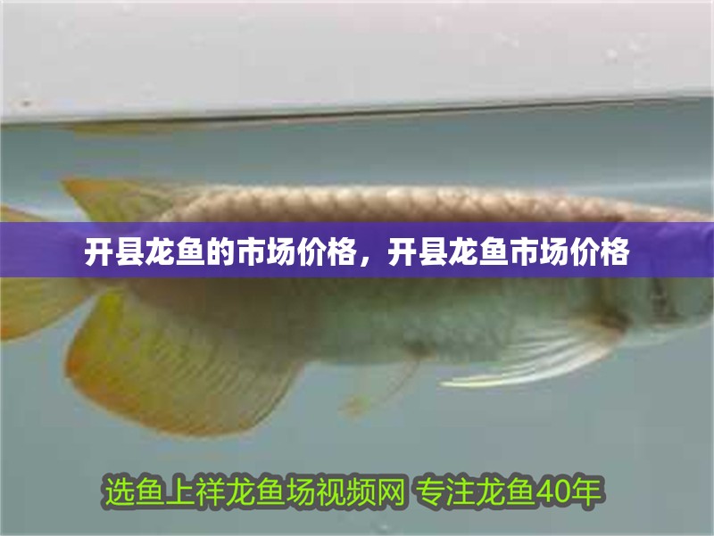 開縣龍魚的市場價(jià)格，開縣龍魚市場價(jià)格