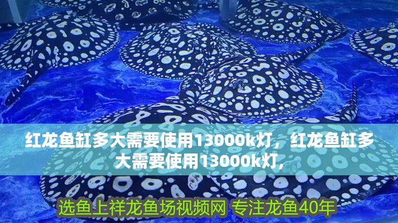 紅龍魚缸多大需要使用13000k燈，紅龍魚缸多大需要使用13000k燈, 紅龍魚缸多大需要使用13000k燈，紅龍魚缸多大需要使用13000k燈, 龍魚百科