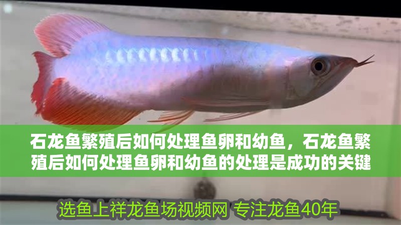 石龍魚繁殖后如何處理魚卵和幼魚，石龍魚繁殖后如何處理魚卵和幼魚的處理是成功的關(guān)鍵