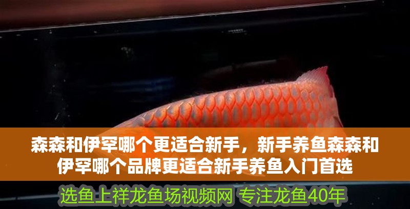 森森和伊罕哪個更適合新手，新手養魚森森和伊罕哪個品牌更適合新手養魚入門首選 森森和伊罕哪個更適合新手，新手養魚森森和伊罕哪個品牌更適合新手養魚入門首選 龍魚百科