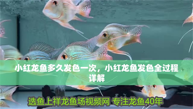 小紅龍魚多久發色一次，小紅龍魚發色全過程詳解
