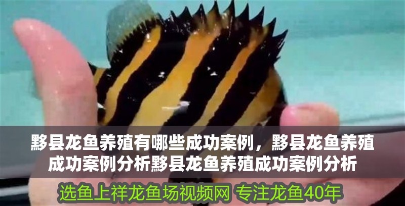 黟縣龍魚養殖有哪些成功案例，黟縣龍魚養殖成功案例分析黟縣龍魚養殖成功案例分析