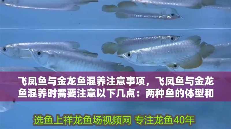 飛鳳魚與金龍魚混養(yǎng)注意事項，飛鳳魚與金龍魚混養(yǎng)時需要注意以下幾點：兩種魚的體型和習性不同