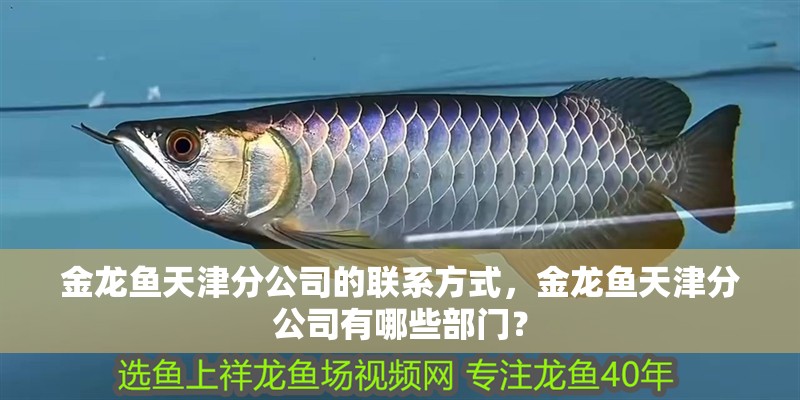 金龍魚天津分公司的聯系方式，金龍魚天津分公司有哪些部門？ 金龍魚天津分公司的聯系方式，金龍魚天津分公司有哪些部門？ 龍魚百科