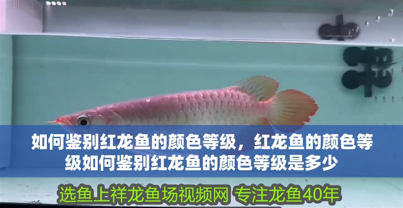 如何鑒別紅龍魚的顏色等級，紅龍魚的顏色等級如何鑒別紅龍魚的顏色等級是多少