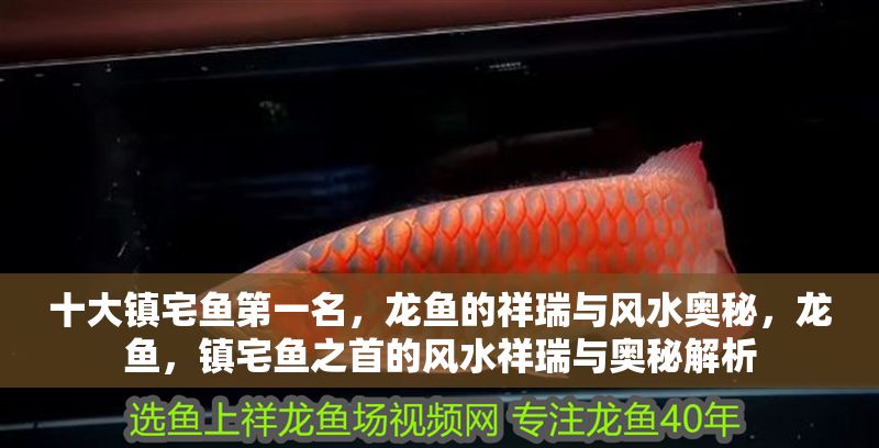 十大鎮宅魚第一名，龍魚的祥瑞與風水奧秘，龍魚，鎮宅魚之首的風水祥瑞與奧秘解析