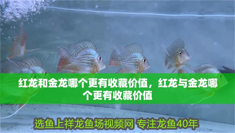 紅龍和金龍哪個更有收藏價值，紅龍與金龍哪個更有收藏價值
