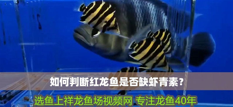 如何判斷紅龍魚是否缺蝦青素？