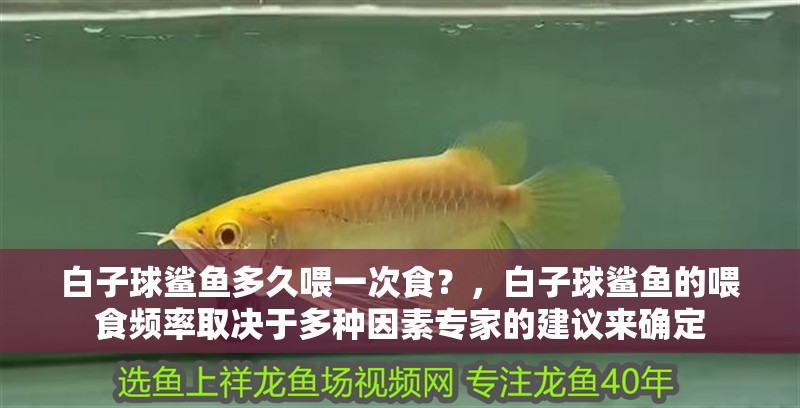 什么魚能和龍魚、虎魚混養(龍魚能和虎魚混養嗎) 白子球鯊魚多久喂一次食?,白子球鯊魚的喂食頻率取決于多種因素專家的建議來確定 龍魚百科 白子球鯊魚多久喂一次食?,白子球鯊魚的喂食頻率取決于多種因素專家的建議來確定 白子球鯊魚多久喂一次食?,白子球鯊魚的喂食頻率取決于多種因素專家的建議來確定 龍魚百科