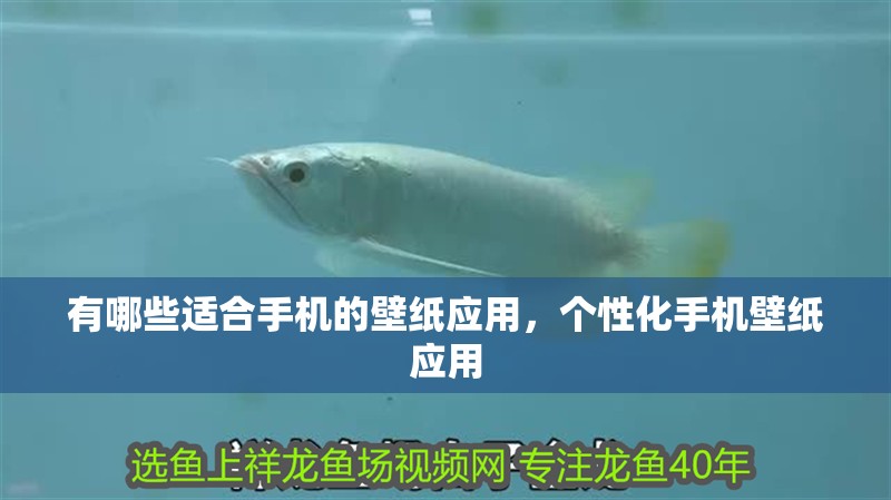 有哪些適合手機的壁紙應用，個性化手機壁紙應用