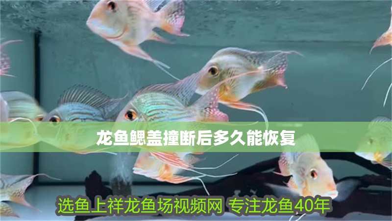 龍魚鰓蓋撞斷后多久能恢復 龍魚鰓蓋撞斷后多久能恢復 龍魚百科