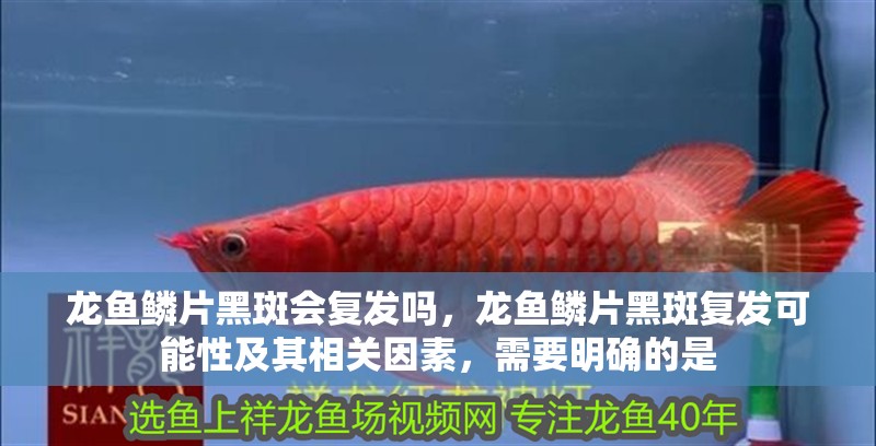 龍魚鱗片黑斑會復(fù)發(fā)嗎，龍魚鱗片黑斑復(fù)發(fā)可能性及其相關(guān)因素，需要明確的是 龍魚鱗片黑斑會復(fù)發(fā)嗎，龍魚鱗片黑斑復(fù)發(fā)可能性及其相關(guān)因素，需要明確的是 龍魚百科
