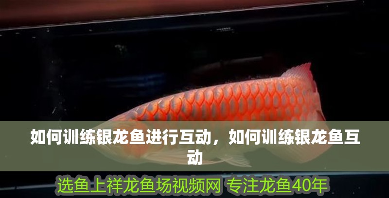 如何訓練銀龍魚進行互動，如何訓練銀龍魚互動