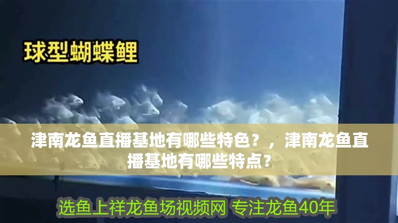 津南龍魚直播基地有哪些特色？，津南龍魚直播基地有哪些特點？