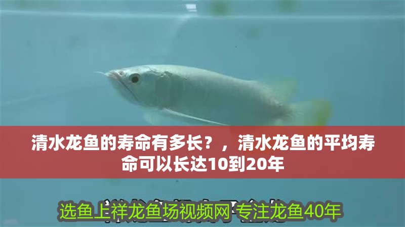 魚(yú)缸用增氧泵價(jià)格是多少:魚(yú)缸增氧機(jī)-xtrac增氧機(jī)-xtrac增氧機(jī) 清水龍魚(yú)的壽命有多長(zhǎng)?,清水龍魚(yú)的平均壽命可以長(zhǎng)達(dá)10到20年 龍魚(yú)百科 清水龍魚(yú)的壽命有多長(zhǎng)?,清水龍魚(yú)的平均壽命可以長(zhǎng)達(dá)10到20年 清水龍魚(yú)的壽命有多長(zhǎng)?,清水龍魚(yú)的平均壽命可以長(zhǎng)達(dá)10到20年 龍魚(yú)百科