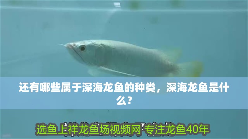 還有哪些屬于深海龍魚的種類，深海龍魚是什么？ 還有哪些屬于深海龍魚的種類，深海龍魚是什么？ 龍魚百科
