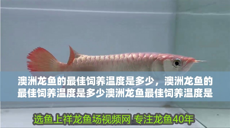 澳洲龍魚的最佳飼養溫度是多少，澳洲龍魚的最佳飼養溫度是多少澳洲龍魚最佳飼養溫度是多少 澳洲龍魚的最佳飼養溫度是多少，澳洲龍魚的最佳飼養溫度是多少澳洲龍魚最佳飼養溫度是多少 龍魚百科