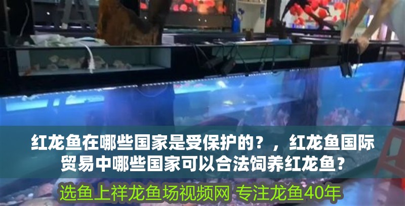 魚缸過濾器選購指南:自制魚缸過濾器魚缸上置過濾器對于養(yǎng)魚愛好者的必備知識 紅龍魚在哪些國家是受保護的?,紅龍魚國際貿(mào)易中哪些國家可以合法飼養(yǎng)紅龍魚? 龍魚百科 紅龍魚在哪些國家是受保護的?,紅龍魚國際貿(mào)易中哪些國家可以合法飼養(yǎng)紅龍魚? 紅龍魚在哪些國家是受保護的?,紅龍魚國際貿(mào)易中哪些國家可以合法飼養(yǎng)紅龍魚? 龍魚百科