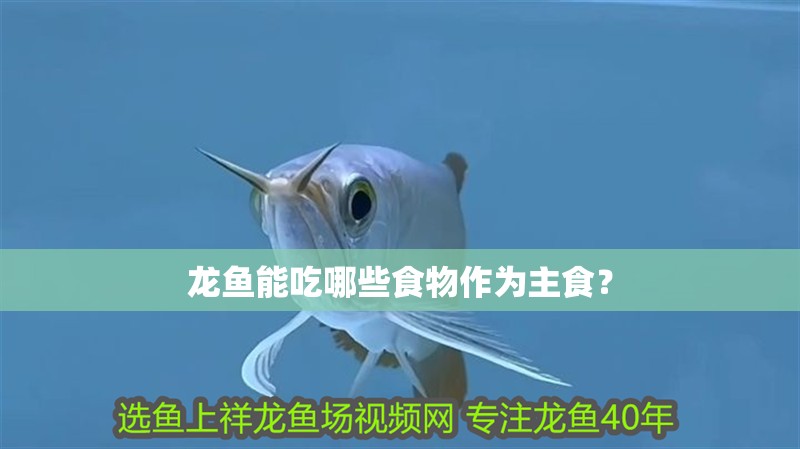 龍魚能吃哪些食物作為主食？