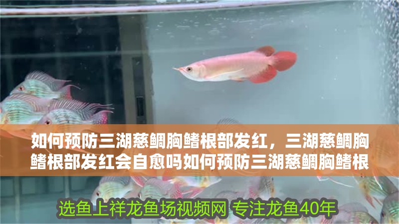 如何預(yù)防三湖慈鯛胸鰭根部發(fā)紅，三湖慈鯛胸鰭根部發(fā)紅會自愈嗎如何預(yù)防三湖慈鯛胸鰭根部發(fā)紅