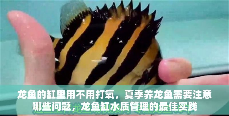 龍魚的缸里用不用打氧，夏季養龍魚需要注意哪些問題，龍魚缸水質管理的最佳實踐