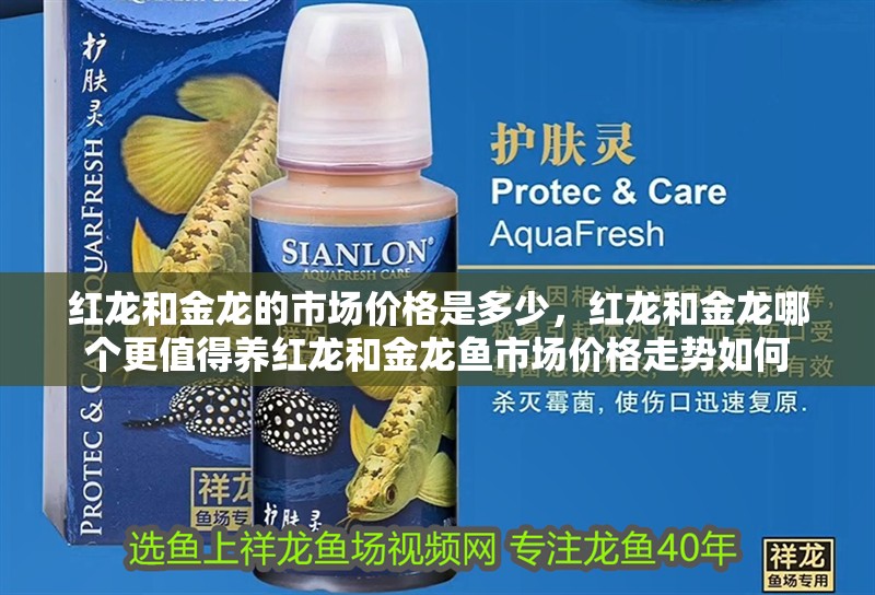 紅龍和金龍的市場價格是多少，紅龍和金龍哪個更值得養紅龍和金龍魚市場價格走勢如何