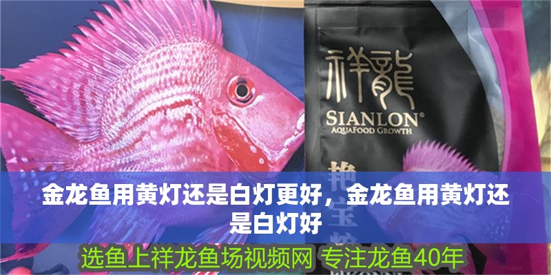 金龍魚用黃燈還是白燈更好，金龍魚用黃燈還是白燈好