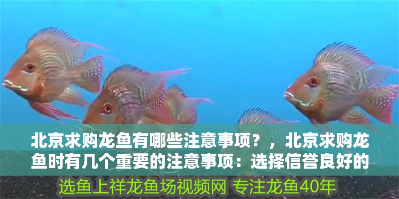 印尼虎魚多少溫度飼養最好:印尼虎魚多少溫度飼養最好印尼虎魚多少溫度飼養最好 北京求購龍魚有哪些注意事項?,北京求購龍魚時有幾個重要的注意事項:選擇信譽良好的商家或養殖場 龍魚百科 北京求購龍魚有哪些注意事項?,北京求購龍魚時有幾個重要的注意事項:選擇信譽良好的商家或養殖場 北京求購龍魚有哪些注意事項?,北京求購龍魚時有幾個重要的注意事項:選擇信譽良好的商家或養殖場 龍魚百科